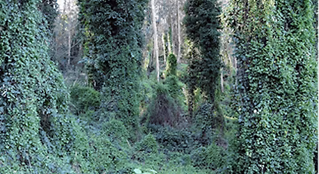 Invasive Plants: A Growing Concern