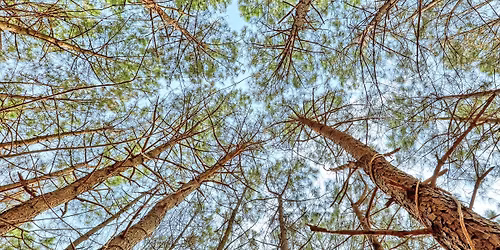 Felling Penn's Woods: Exhibit Talk with Lynn Smoker!