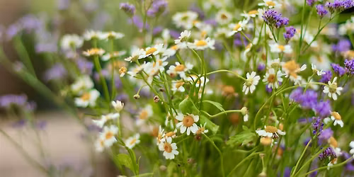 Woodland Wildflower Wander