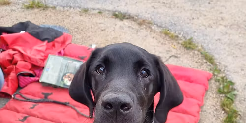 Innend\u00f8rs valpekurs i Fredrikstad - 2 ledige plasser! (1 kveld p\u00e5 dyreklinikk i Sarpsborg)