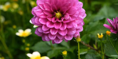 National Dahlia Show Hosted by the West Michigan Dahlia Society