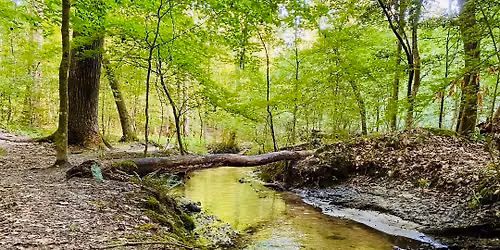 \ud83c\udf32\ud83e\udd7e Wahrani Nature Trail Adventure Hike (5 Miles) + Optional Waterfront Breakfast \ud83c\udf3f\ud83e\udded
