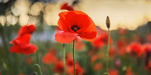 C\u00e9r\u00e9monie du jour du Souvenir \/ Remembrance Day Ceremony