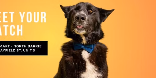 Meet & Greet at PetSmart North Barrie!