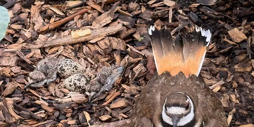 The birds are back! Free family morning at Lakeside Community Garden