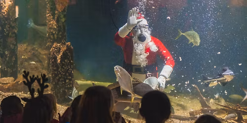 Santa Fish Feeding