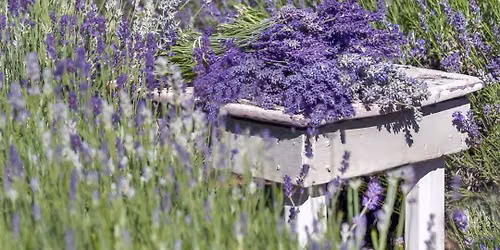 Lavender Field Talk and Stroll