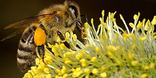 The Business of Bees