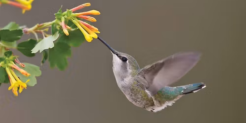 WBU Athens: Hummingbird Presentation with Emma