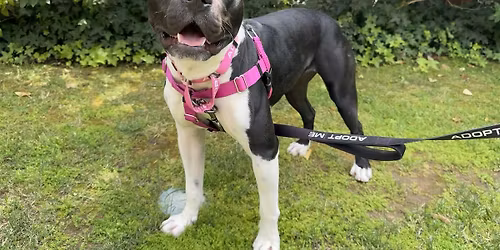 Foster Dogs 101