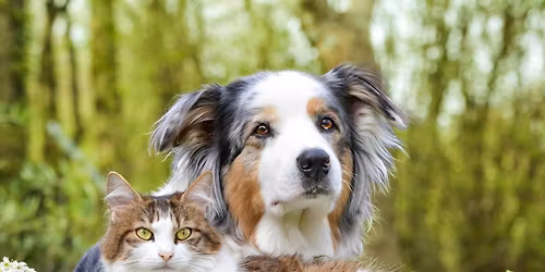 La gemmoth\u00e9rapie au service de nos compagnons \u00e0 quatre pattes