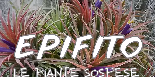 EPIFITO \u2022 Le piante sospese