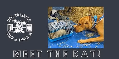 Meet the Rat!