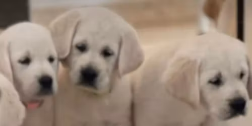 Puppies 🐶 & Pilates 🧘‍♀️ 