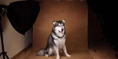 Pet Photography Weekend