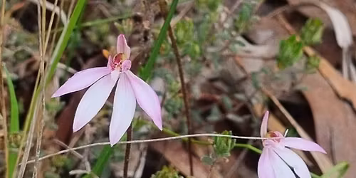 Native Plant Sale at The Shed, Goodwood