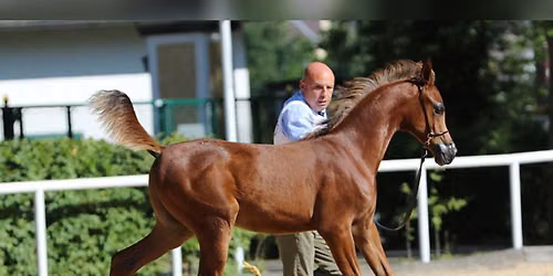Brown Horse