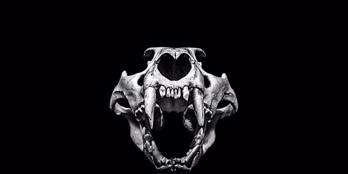 Skullduggery: The Amazing World of Mammal Skulls