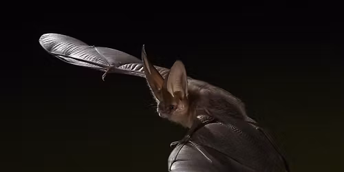 Bat Walk at Mission Trails Regional Park
