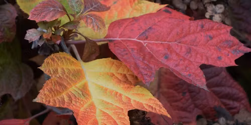 Plant Clinic - DC Master Gardeners
