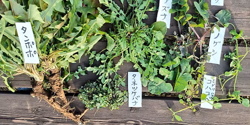 \u3010\u6625\u306e\u4e03\u8349\u3011\u90fd\u4f1a\u306e\u91ce\u8349\u5929\u56fd\u3001\u591a\u6469\u5ddd\u3078!\u91ce\u8349\u751f\u6d3b\u306e\u3093\u3055\u3093\u3068\u98df\u3079\u3089\u308c\u308b\u65b0\u6625\u4e03\u8349\u63a2\u3057 \uff5e\u91ce\u8349\u306e\u5b9d\u5eab\u201c\u30bf\u30de\u30be\u30f3\u5ddd\u201d!?\u690d\u7269\u305f\u3061\u304c\u82bd\u5439\u304d\u3060\u3059\u3001\u591a\u6469\u5ddd\u3092\u4e94\u611f\u3067\u5473\u308f\u3046\uff5e