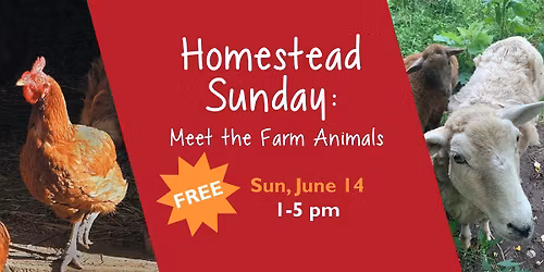 Homestead Sunday: Meet the Farm Animals
