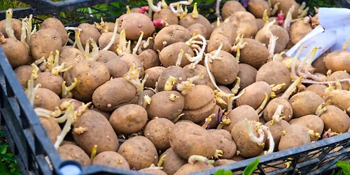 Planting Seed Potatoes Class