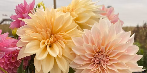 Dahlia Days Kickoff