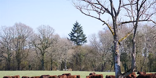 Pasture for Life x Foodwave on the Farm at Trenchmore Farm