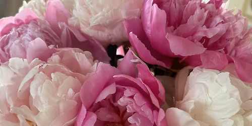 New England Peony- Open Days