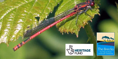 Dragonfly & Damselfly Walk at West Stow