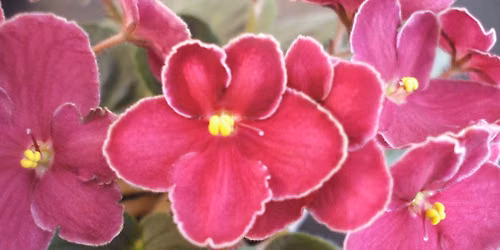 First Austin African Violet Society Summer Exhibit and Plant Sale