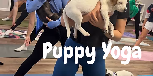 Puppy Yoga w\/Adoptable Puppies to Support Salfid Rescue