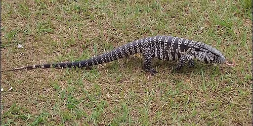Invasive Species in Central Florida