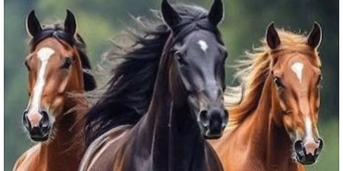 Mid-State Assc North End Fundraiser Horse Show