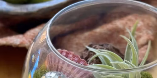 Plant Pals: Air Plant Terrarium