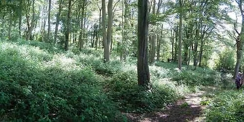 Summer Solstice Shoot 2026