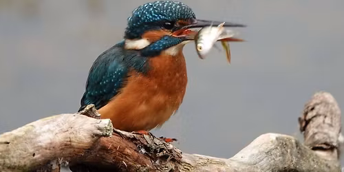 Field Visit Lackford Lakes, Suffolk Wildlife Trust.