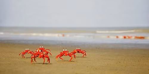 \u09b8\u09cb\u09a8\u09be\u09a6\u09bf\u09df\u09be \u09a6\u09cd\u09ac\u09c0\u09aa\u09c7 \u099f\u09cd\u09af\u09c1\u09b0\u09a8\u09cd\u09a4\u09b0 \u0995\u09cd\u09af\u09be\u09ae\u09cd\u09aa\u09bf\u0982