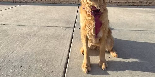 Goldens in Golden 2027