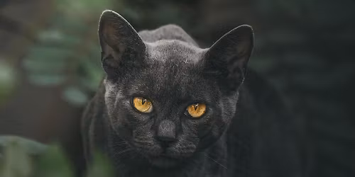 A Warrior Cats Gathering (recommended youth ages 7 and up)