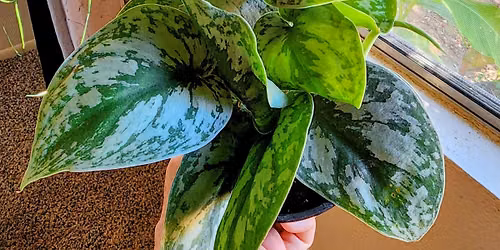 North Redding Plant Swap
