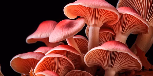 Fungi: friend or foe?  (in Dutch)