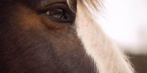 Full Moon Healing with the Horses