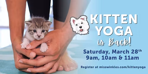 Miss Winkles Kitten Yoga Class