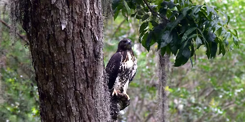 History & Nature Walks at The Grove Museum