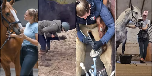 Bliv din hovtrimmers favoritkunde! Med Equine Elite og Johanne Sk\u00e6rb\u00e6k