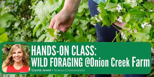 HANDS-ON CLASS: Wild Foraging @ Onion Creek Farm