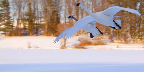 Guided Birding Hike-Celebrating National Swan Day