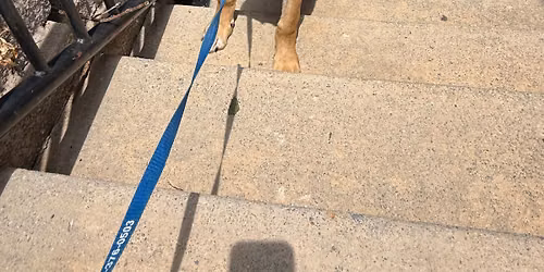 June Adoption Event 